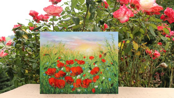 Poppy field in summer 2