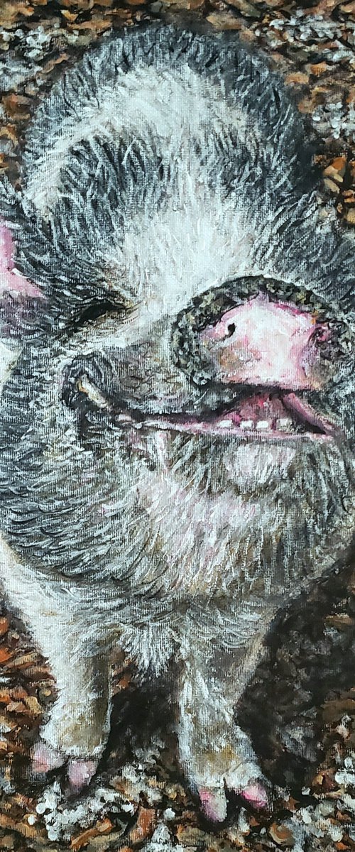 Smiling Pig by Robbie Potter