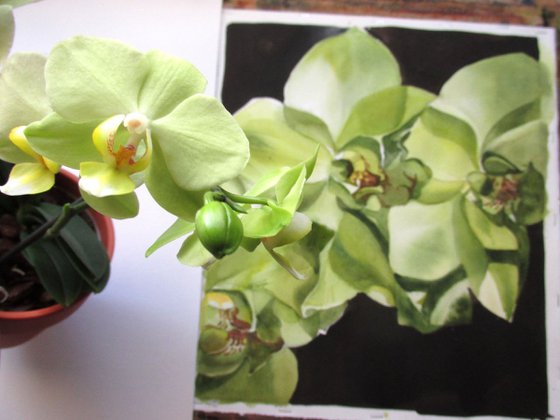 spring green orchid