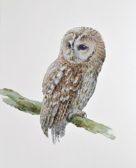 Tawny owl  (Strix aluco)