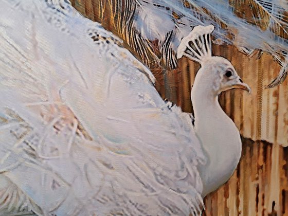 WHITE PEACOCKS 2