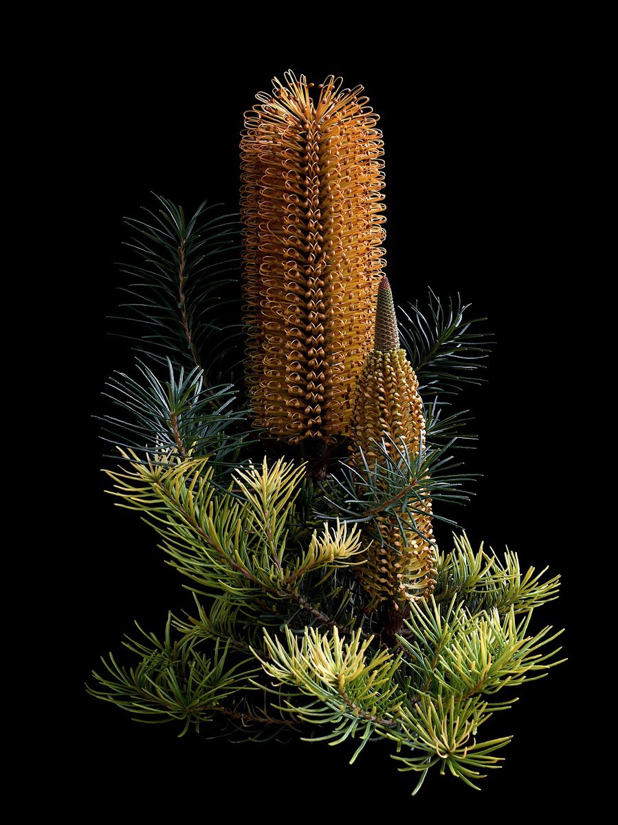 Banksia Ericifolia x Spinulosa by Nadia Culph