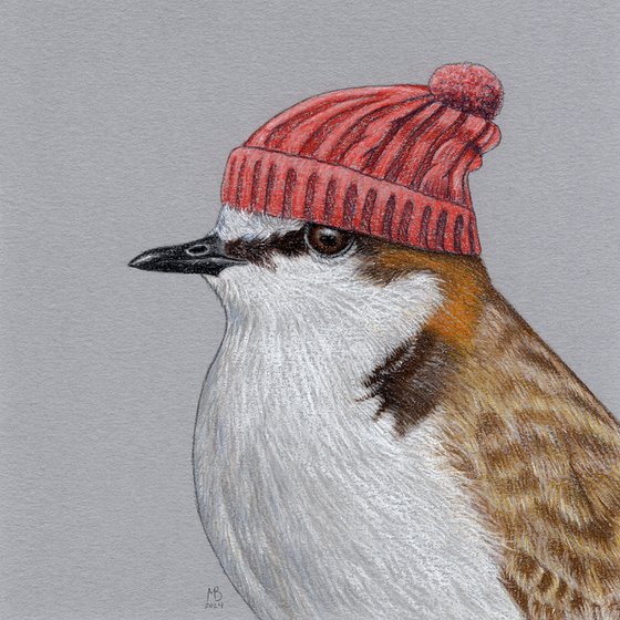 Red-capped plover