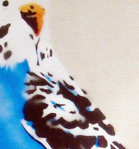GRANDMA'S BUDGIE (BC).
