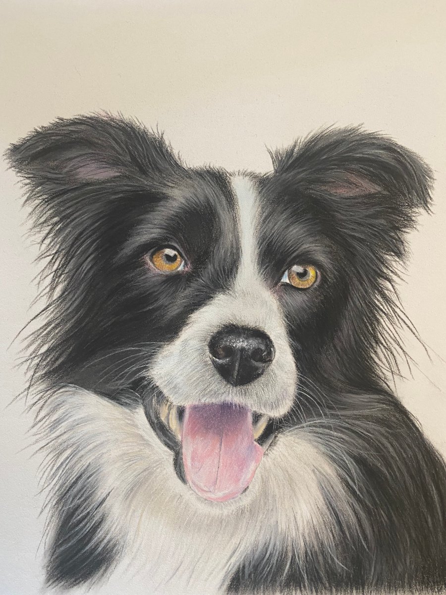Collie dog by Maxine Taylor