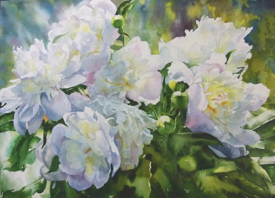 WHITE PEONIES #5