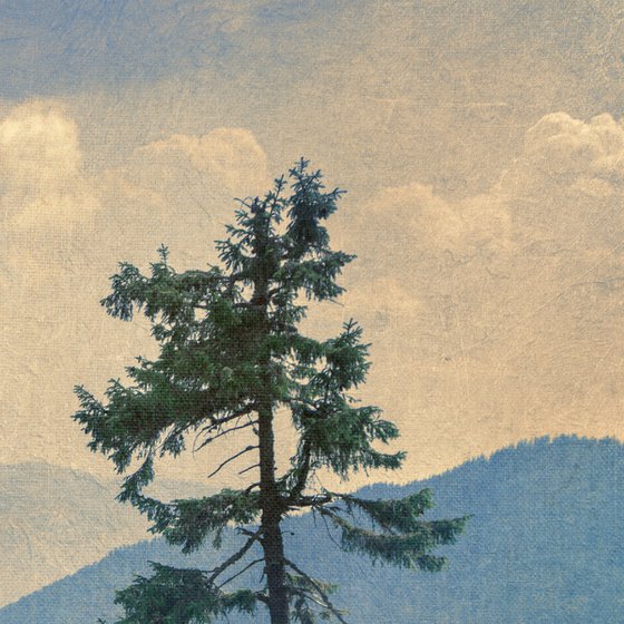 Pine on a hillside.
