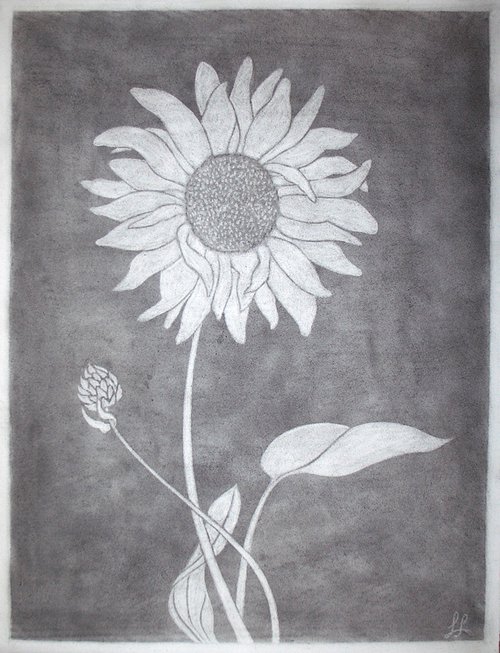 Sonnenblume I - Helianthus annuus (engl. Sunflower I) by Laura Stötefeld