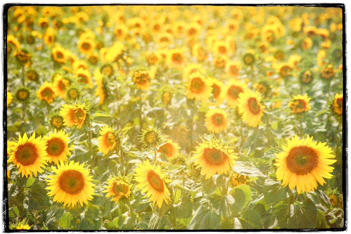 Field of  Sunflowers by Louise O’Gorman