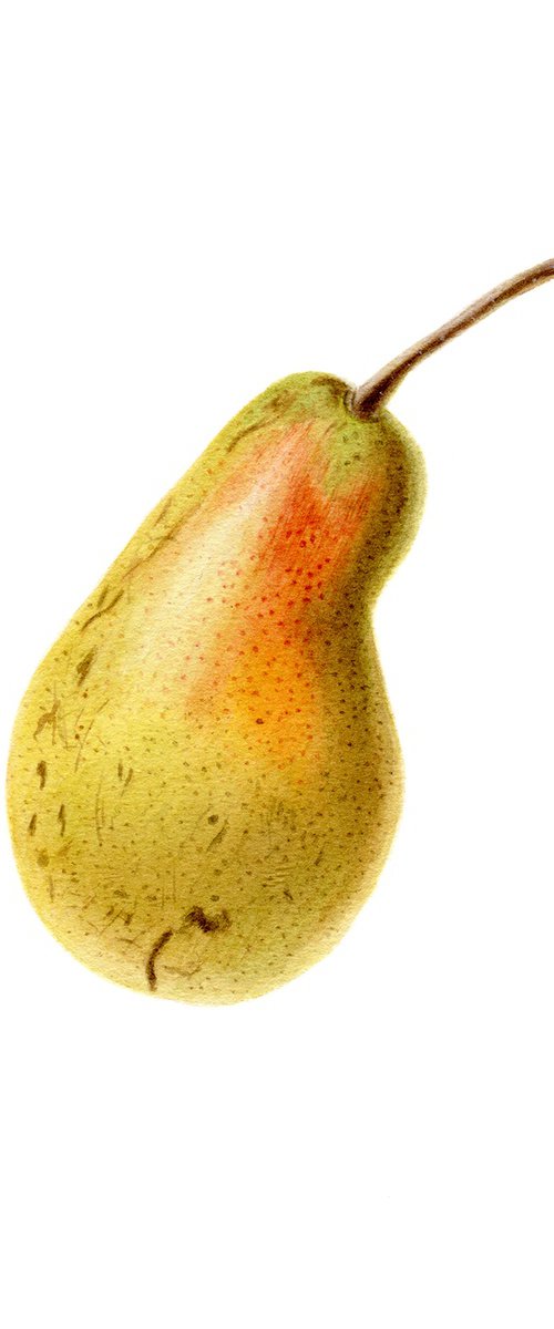 Pear by Maryna Vozniuk