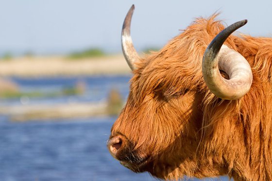 Highland Cattle portrait