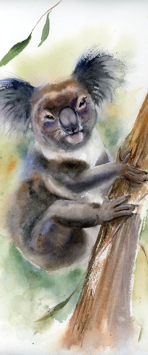 Koala in the Morning Mist by Olga Tchefranov (Shefranov)
