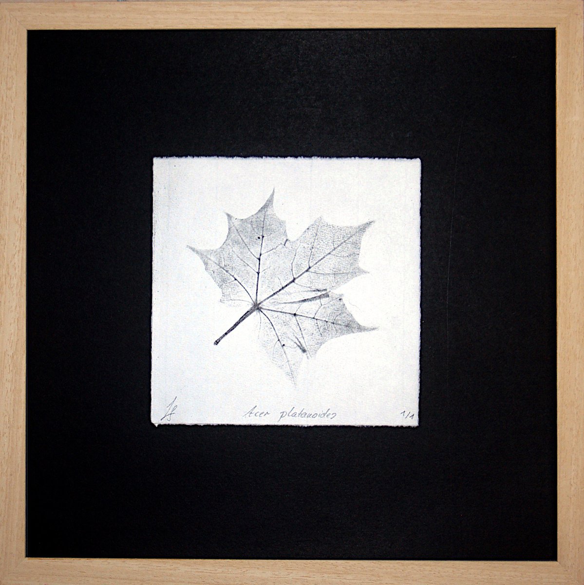Acer platanoides I (Norway maple) - Charcoal-print by Laura Sttefeld