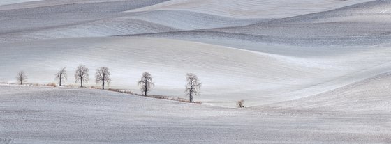 Chestnuts in winter