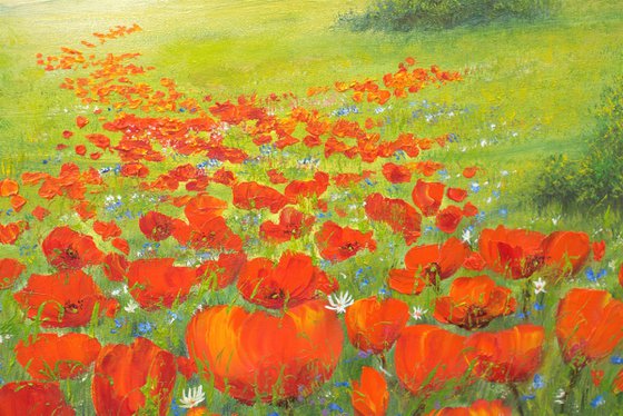 Poppy field by sunrise