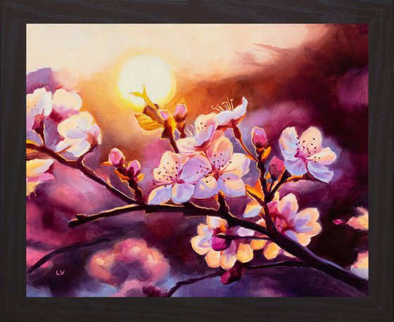 Pink cherry blossoms in sunset light