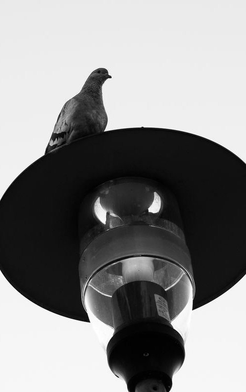 Darth Vader (from the "Birds" set) by Adam Mazek