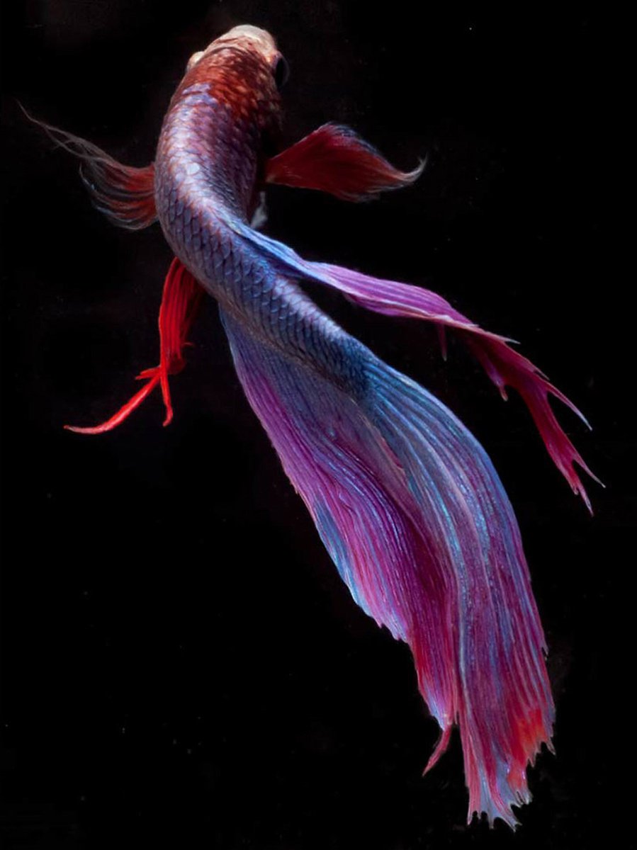 Photorealistic Animal Photograph By Michael Filonow, 26 X 32", Beta 7, Original Artwork