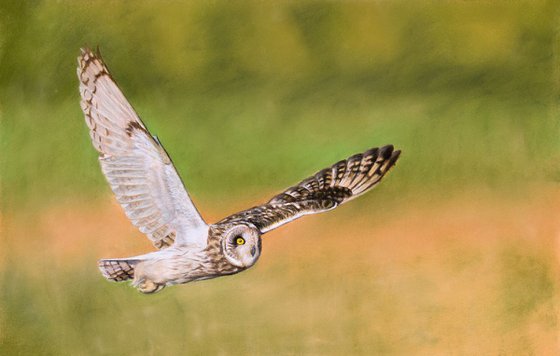 Original pastel drawing "Short-eared owl"