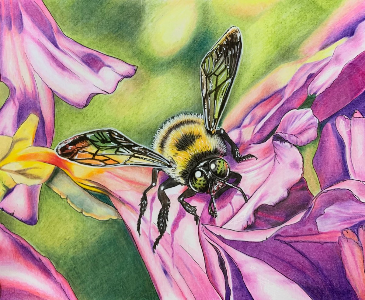 Illustrative Painting , Bumble On Pink By Karen Elaine Evans, 12 X 10, Artwork For Sale On Artfinder