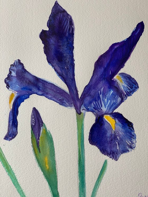 Iris