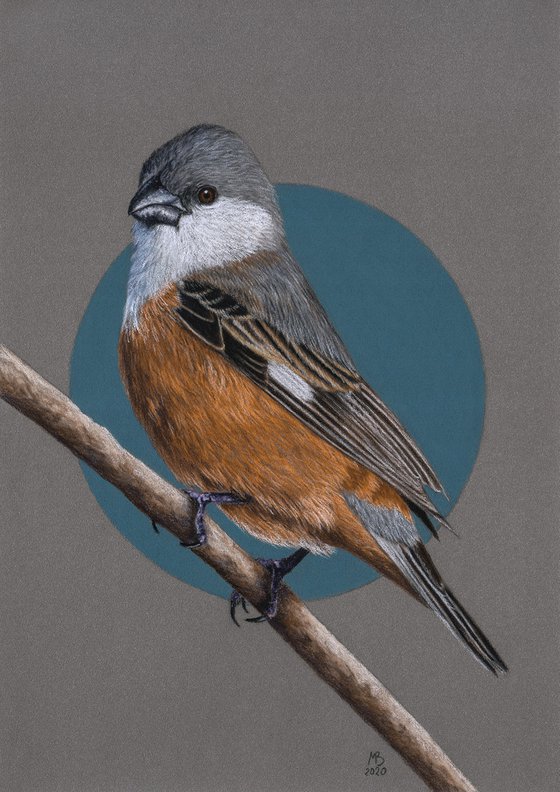 Original pastel drawing bird "Marsh Seedeater"