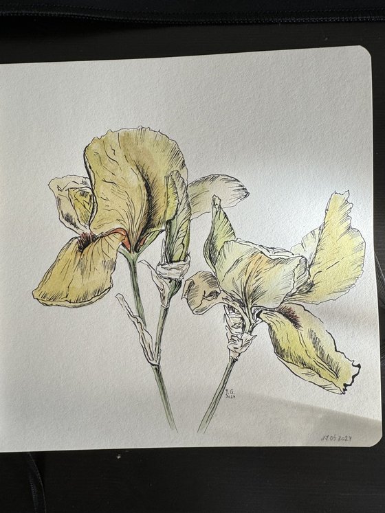 Yellow irises