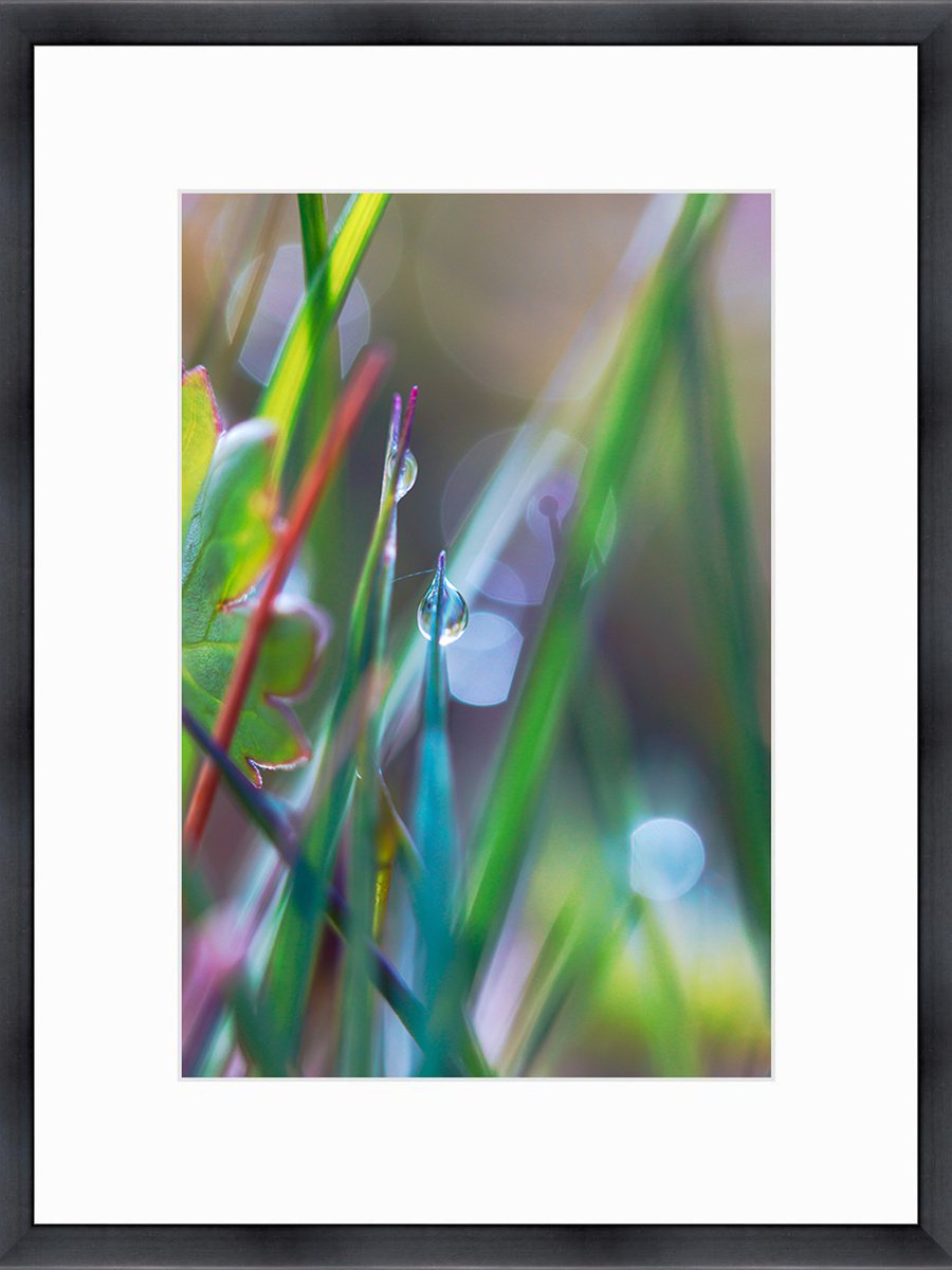 Rainbow walkers - limited edition print of a macro photo of dewdrops in the grass, framed... by Inna Etuvgi