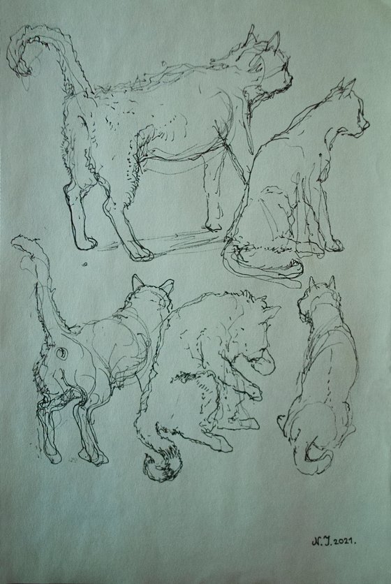 Five stray cats