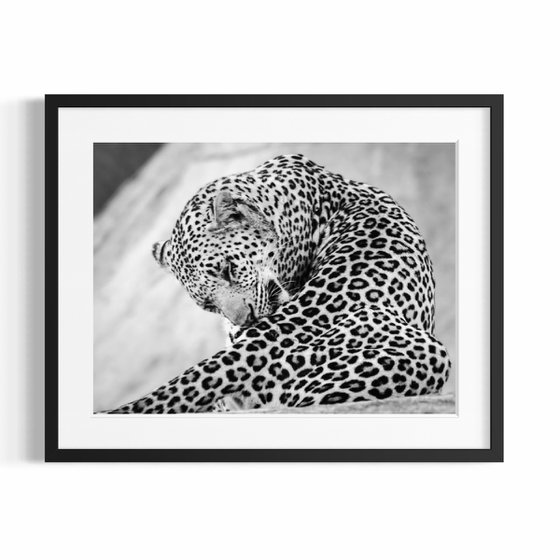 THE BIG LEOPARD