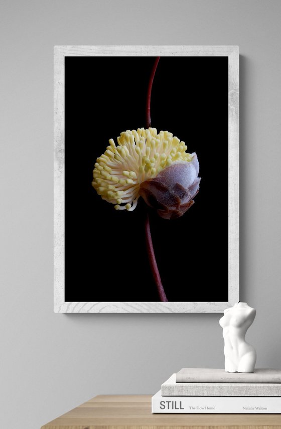 Hakea Blossoming