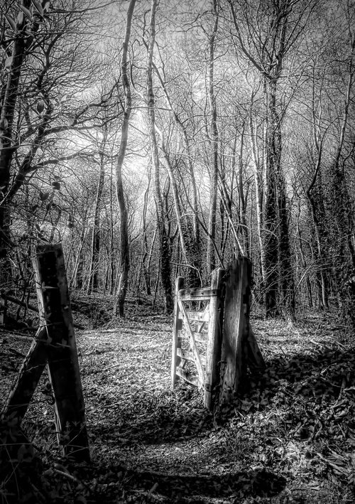 Gate to the Trees... by Martin  Fry