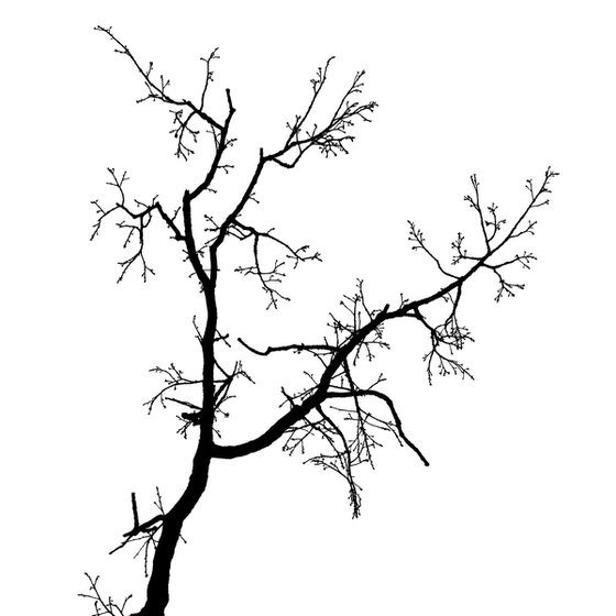 Baum 1