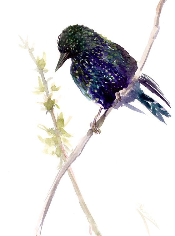 European Starling