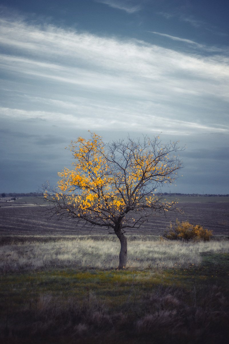 Lonely yellow by Vlad Durniev