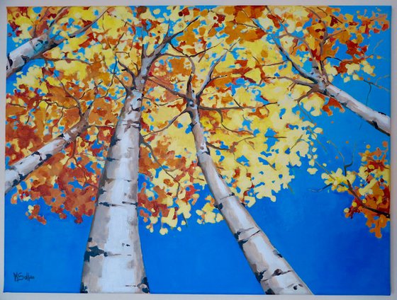 Silver Birch trees