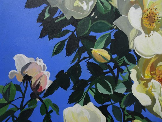 Roses At Rousham