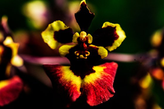 Heart of the Ember Blossom