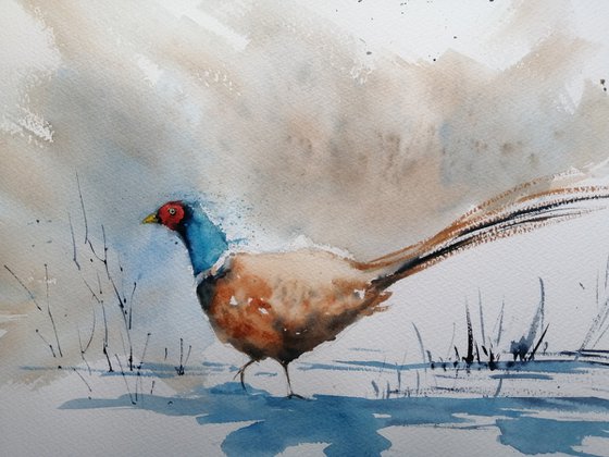 pheasant