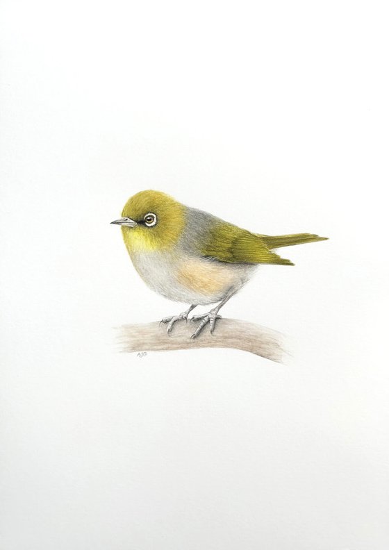 Silvereye Bird