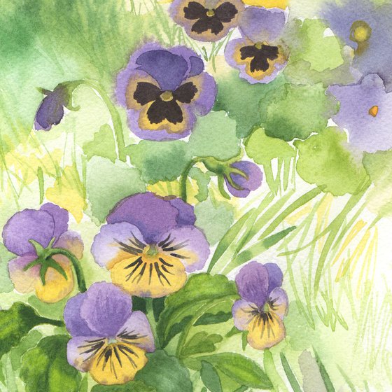 Pansies