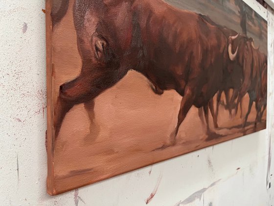 Toros de Dehesa Frias (study 1)