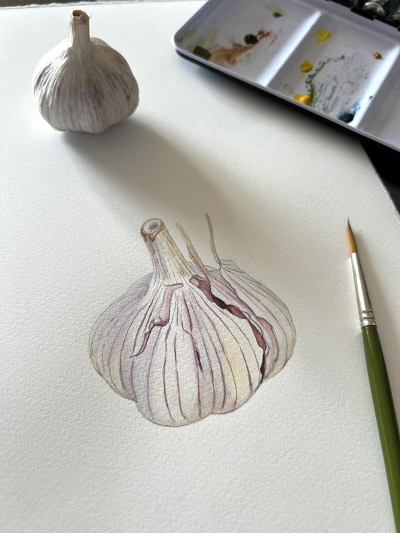 Garlic. Original watercolour artwork.