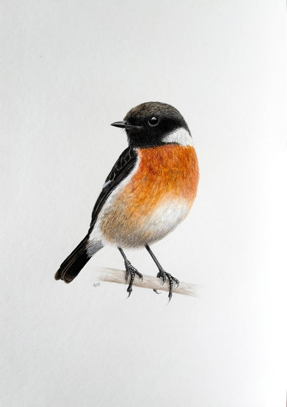 Stonechat