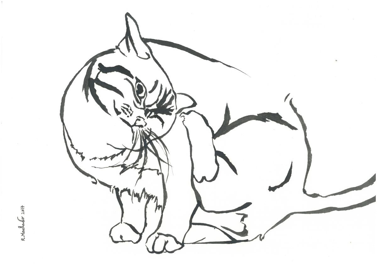 Cat I Animal Drawing by Ricardo Machado