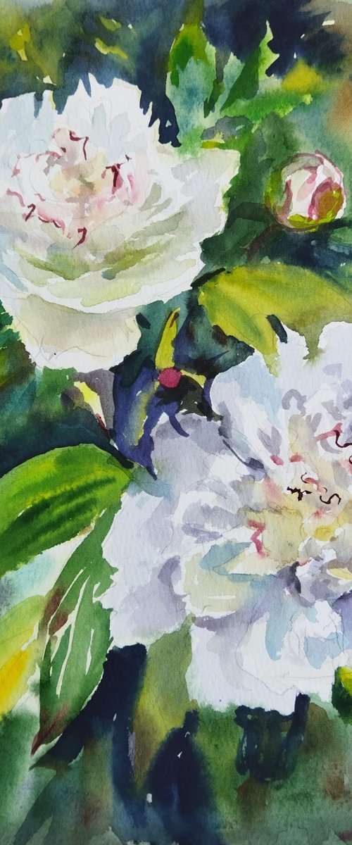 Peonies flowers by Ann Krasikova