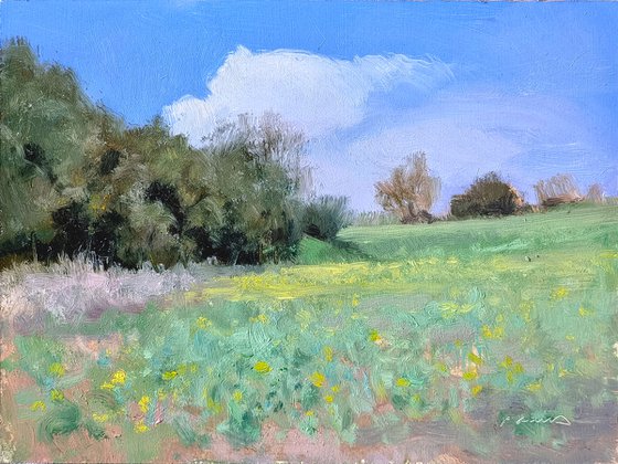 Meadow in Provence