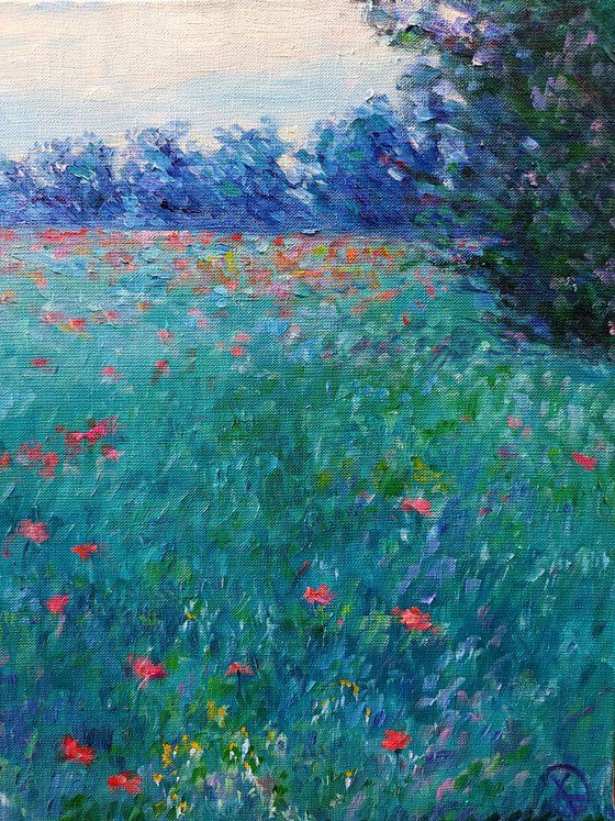 Evening field with poppies