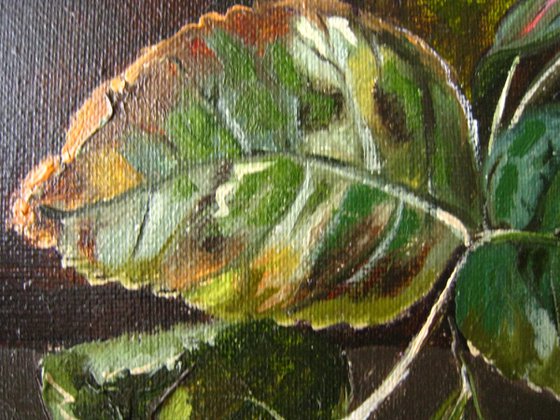 Garden Roses and Butterfly