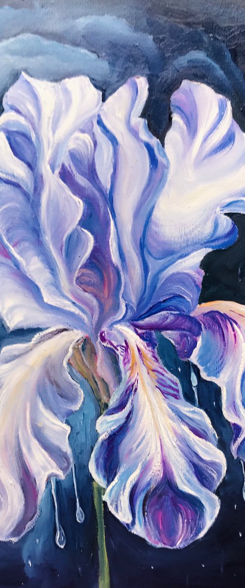 Dew on an iris by Olga Volna